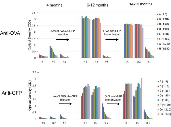 ELISA using Ovalbumin HRP